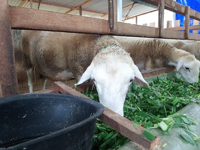 Kambing