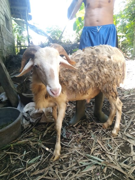 Kambing Qurban