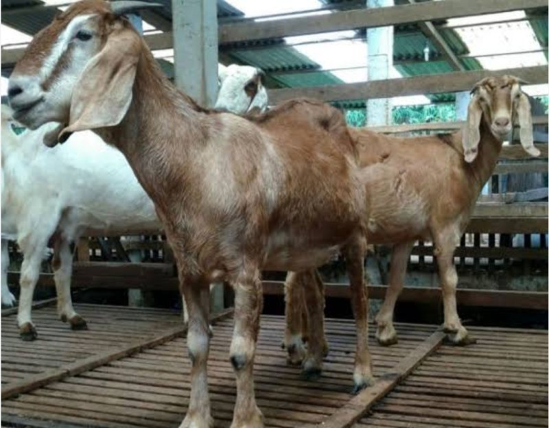 Kambing jawa randu