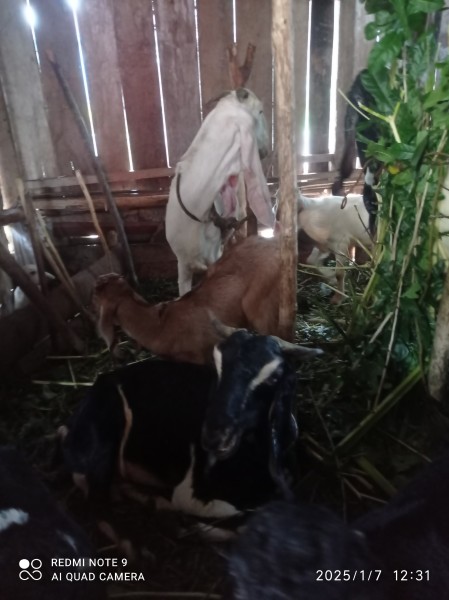 Kambing jawa