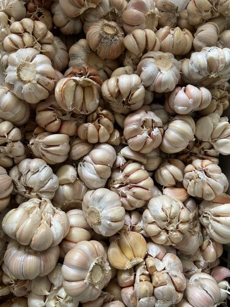 Bawang putih