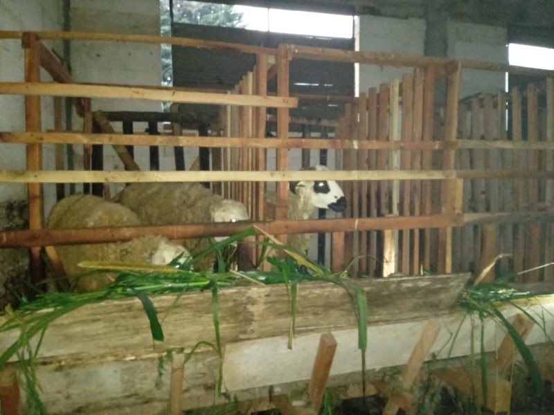 Saryadi Farm