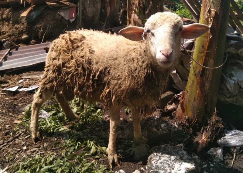 Kambing