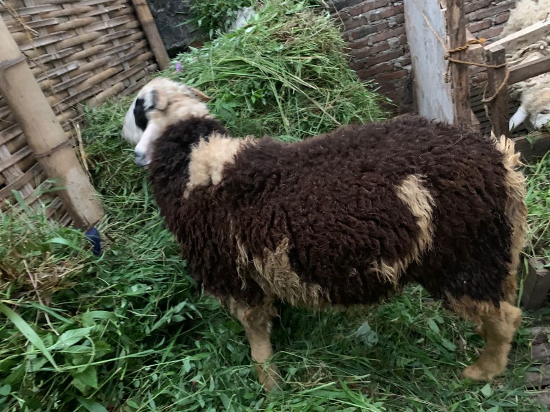 domba qurban jumbo