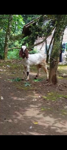 Kambing jantan jakarta