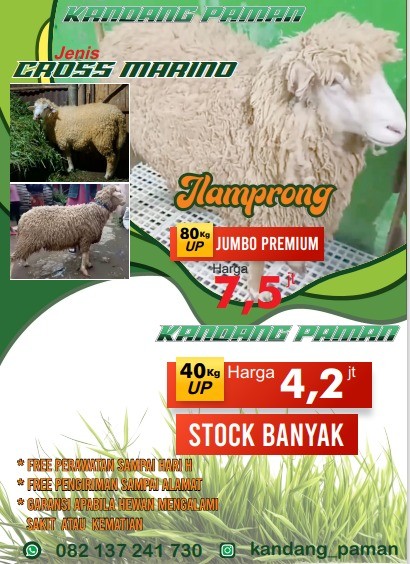 KAMBING CROSS MARINO