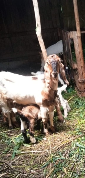 Indukan kambing jawa