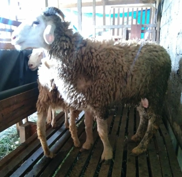 Kambing Qurban