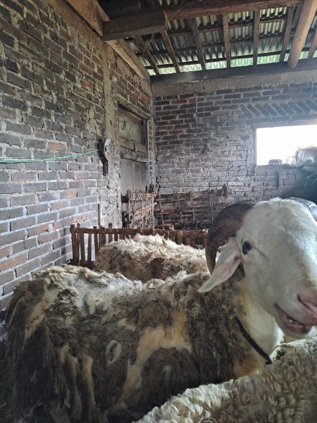 Kambing kurban