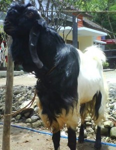 kambing etawa