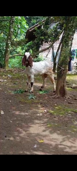 kambing jawa jantan