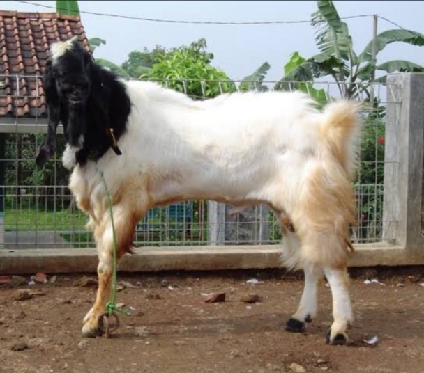 Kambing etawa