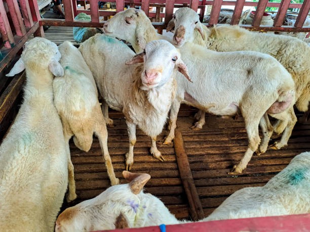 KAMBING JAWA