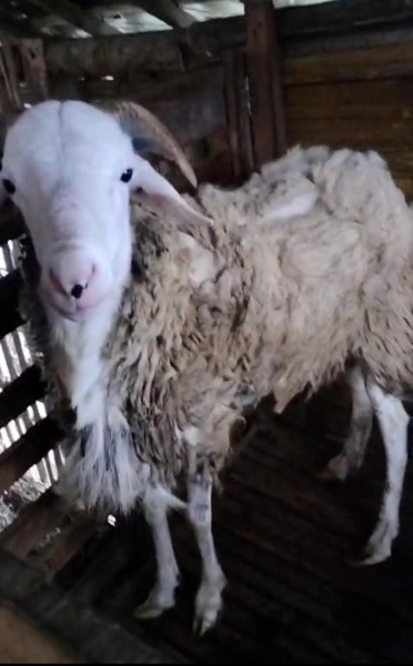 Kambing Qurban