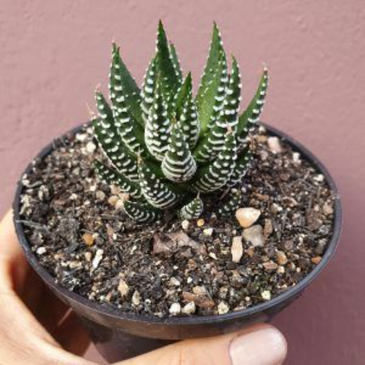 Toko Tanaman 'BluesPreneur'