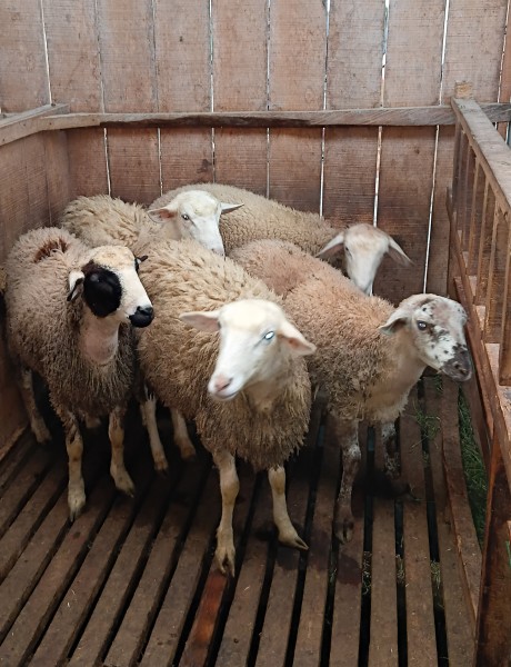 Domba kurban 28-30 kilo