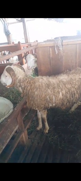 Kambing kurban