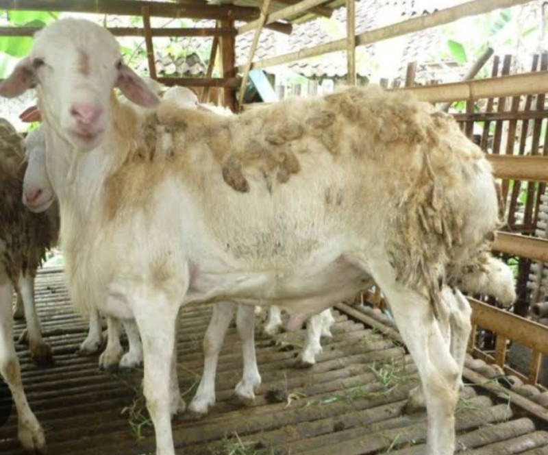 Kambing gembel
