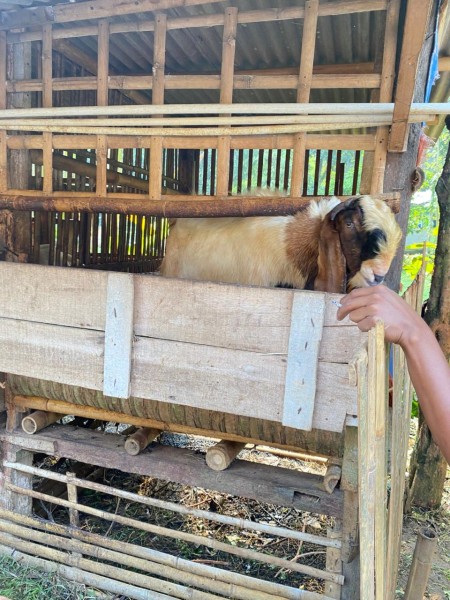 KAMBING JAWA QURBAN