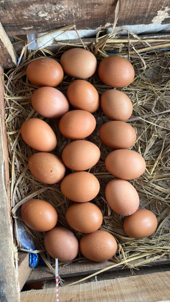 TELUR AYAM