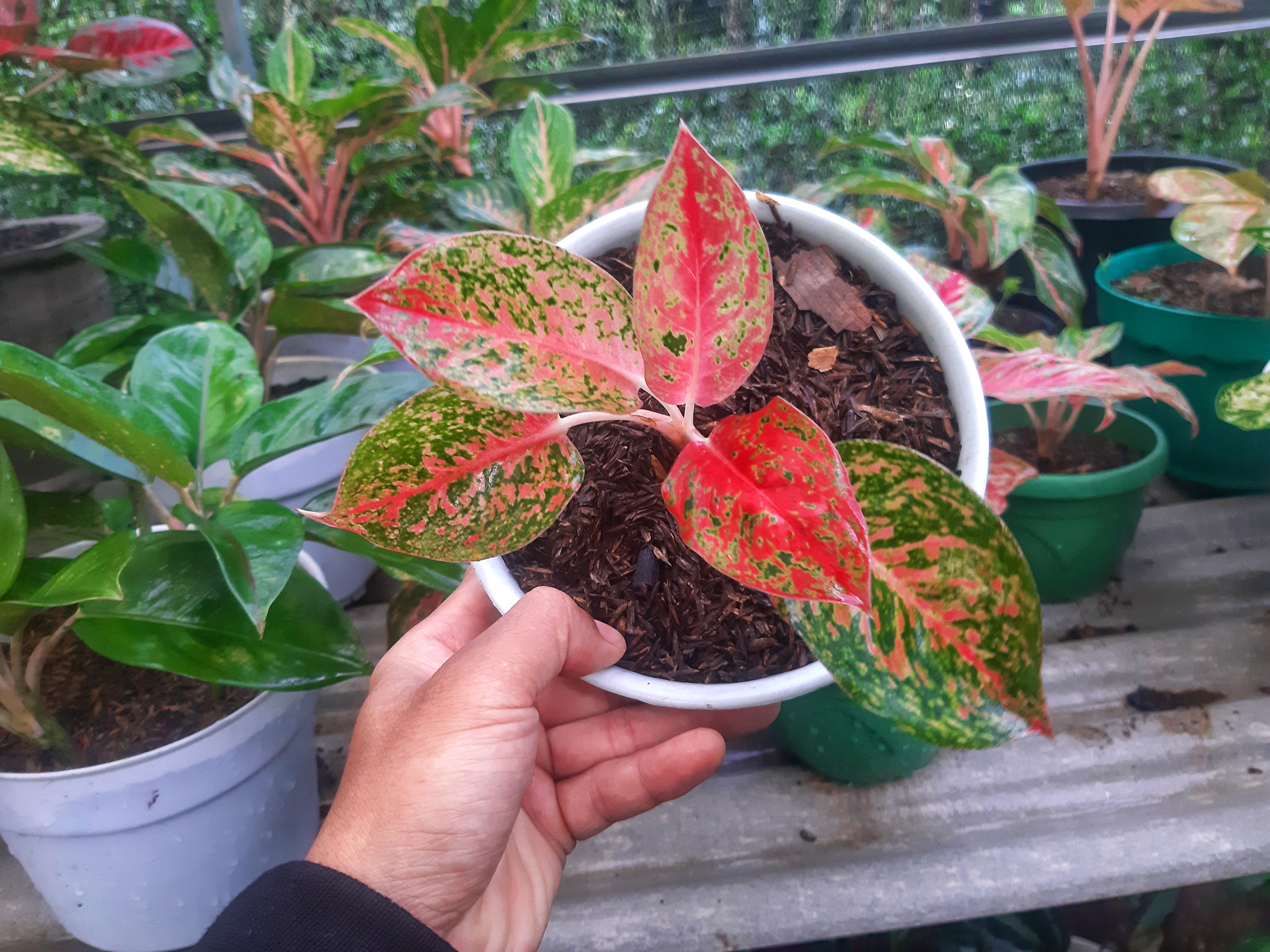 Aglonema Red Striptis