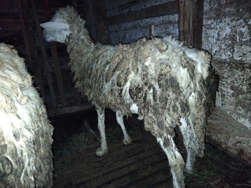 kambing putih (gembel)