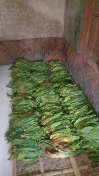 Warni Daun