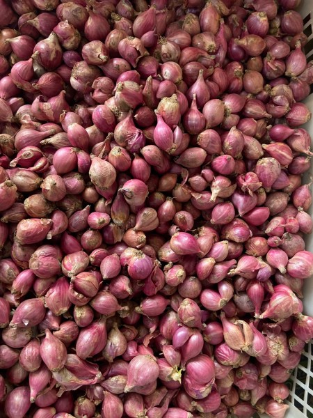Bawang merah