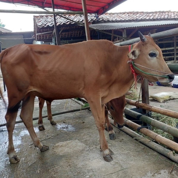 SAPI MUDA LOKAL