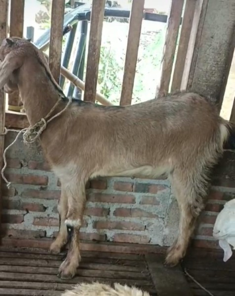 kambing jawa randu