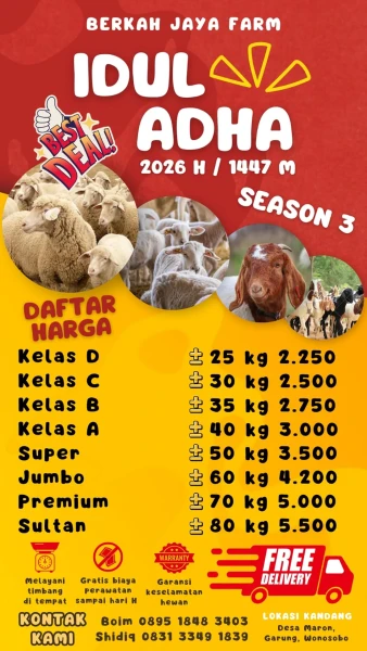domba qurban kelas A