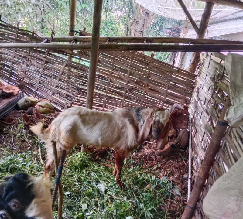 Kambing qurban jantan