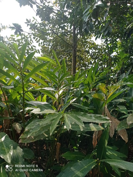 Kebun Puntuk