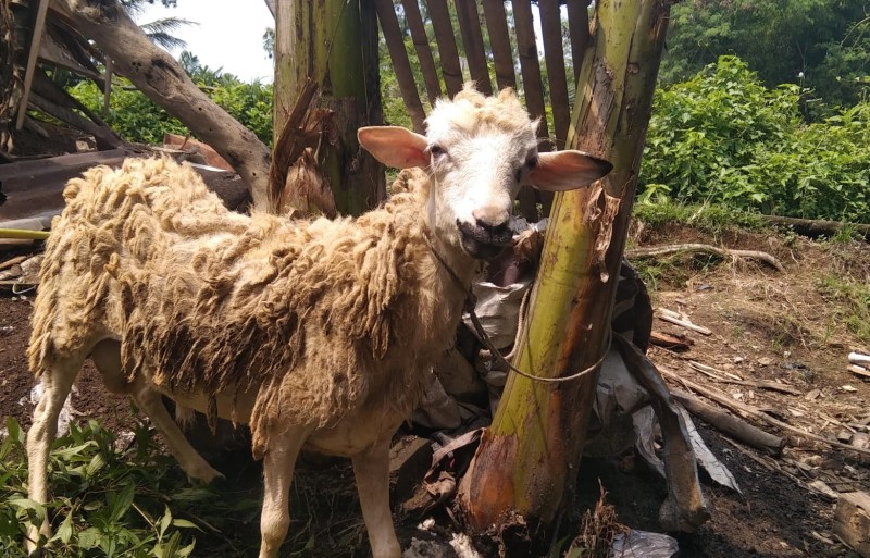 Kambing qurban