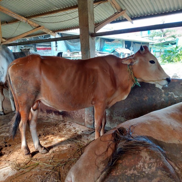 SAPI REMAJA LOKAL