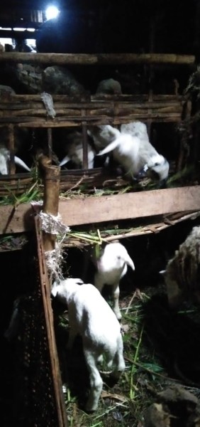 Kambing gembel