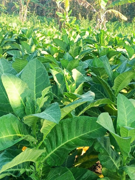 Daun Tembakau