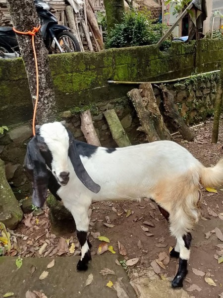 KAMBING