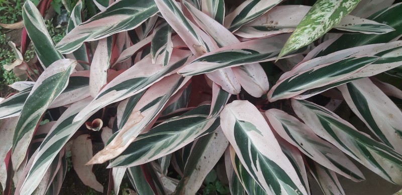 Tanaman Hias Calathea 3Colour