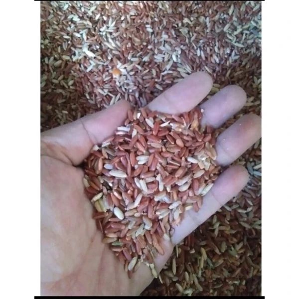 Beras merah pakan unggas