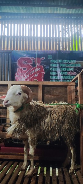 Kambing SR A