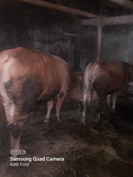 sapi qurban