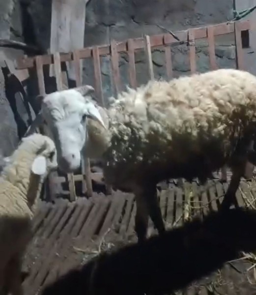 Kambing Qurban