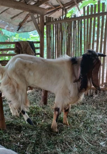kambing jawa