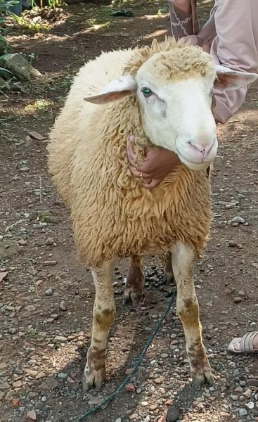 Dombos gemuk