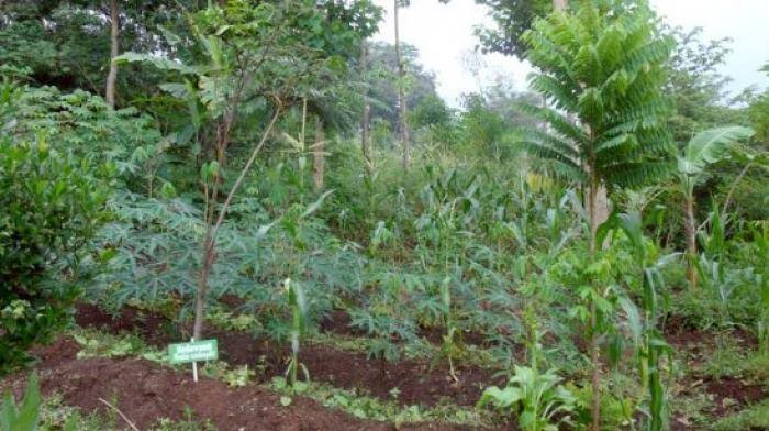 Kebun salak