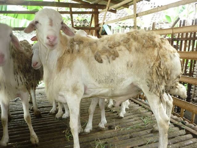 Kambing qurban