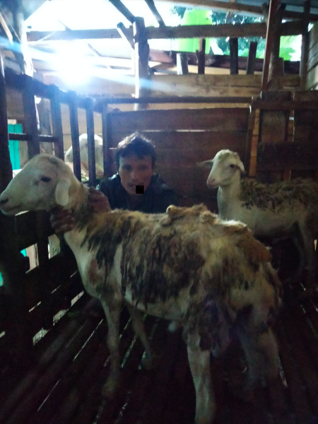 kambing