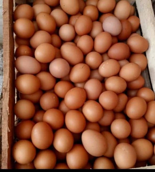 TELUR AYAM 1KG