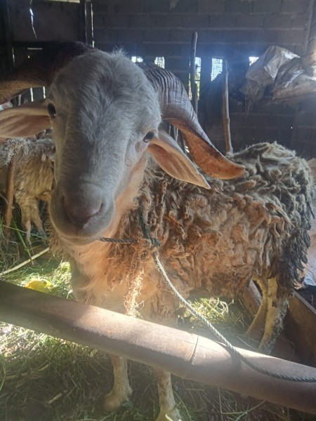 Kambing kurban